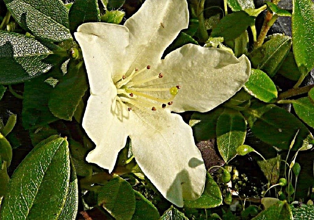 Novinka v botanických rhododendronech - Patty Bee