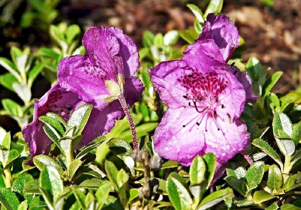 Botanický rhododendron keleticum