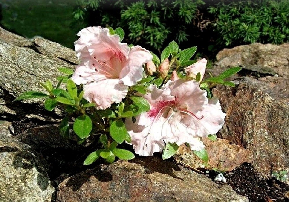 Rhododendron nakahari Alexandra,  Foto Jaroslav Klima, www.filuna.cz