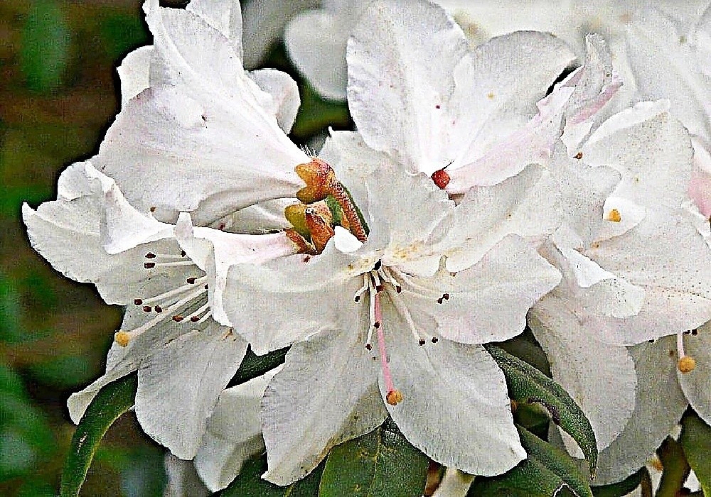 Nízký rhododendron Dora Amateis