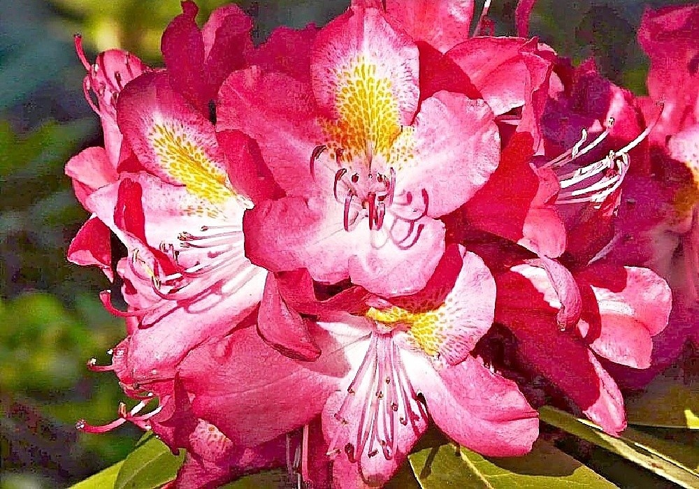 Velkokvětý rhododendron Junifeuer