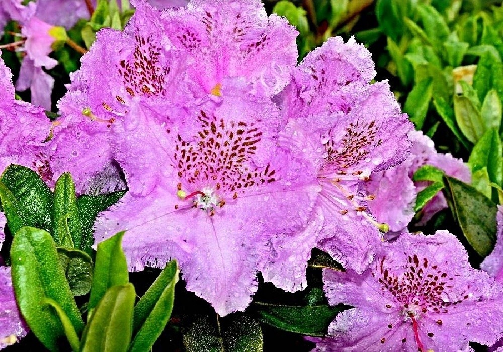 Rhododendron Norbert Seleger