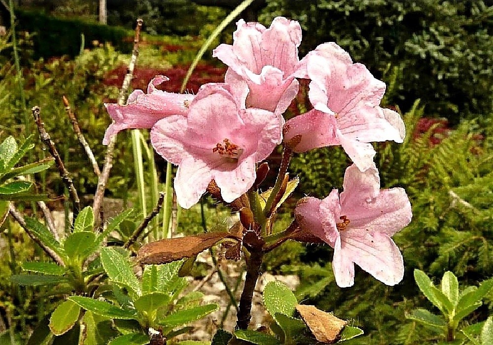 Botanický rhododendron Hirsutum