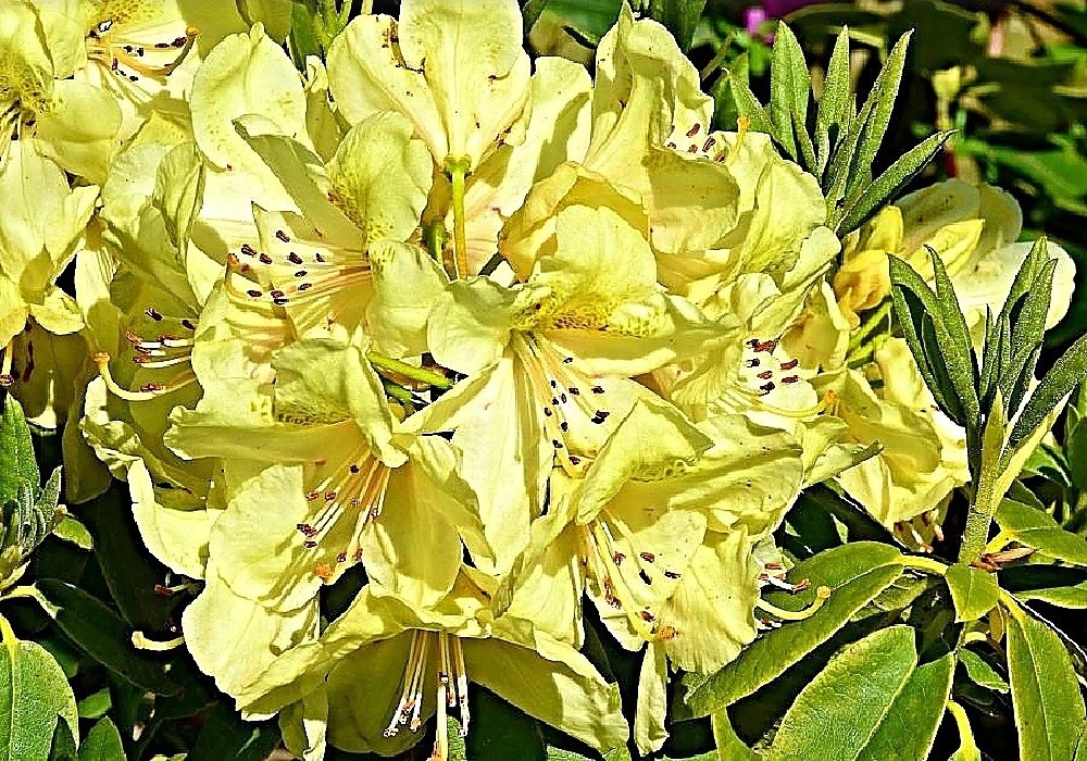 Belcanto - rhododendron