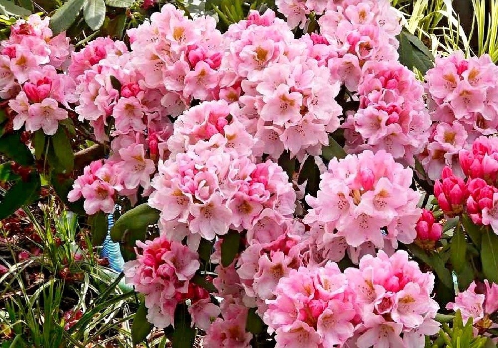 Rhododendron yakushimanum Barcanella