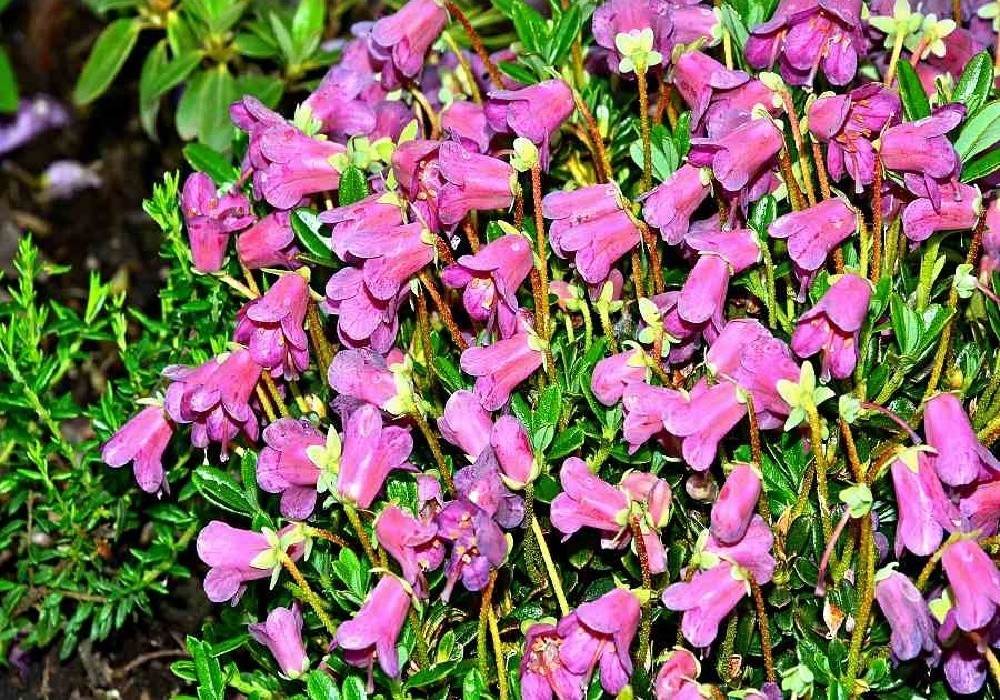 Rhododendrn Campylloginum, nízounký botanický