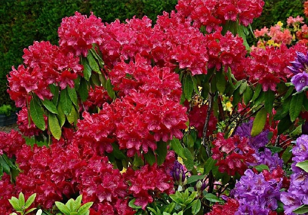 Lagerfeuer  - velkokvětý rhododendron