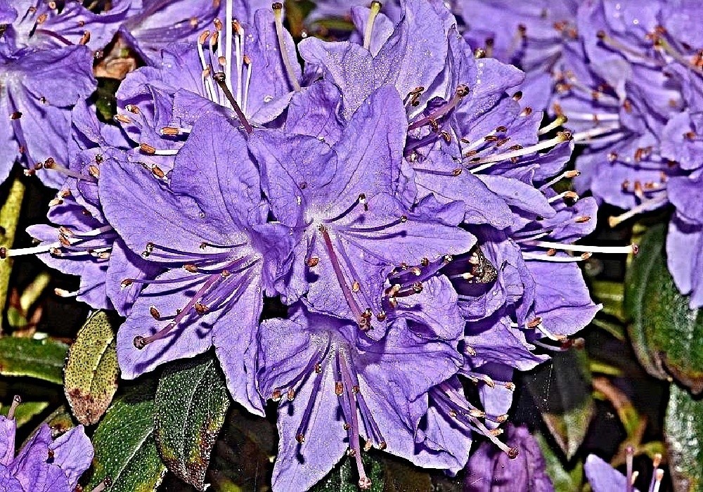 Rhododendron Gletschernacht s modrou záplavou květů