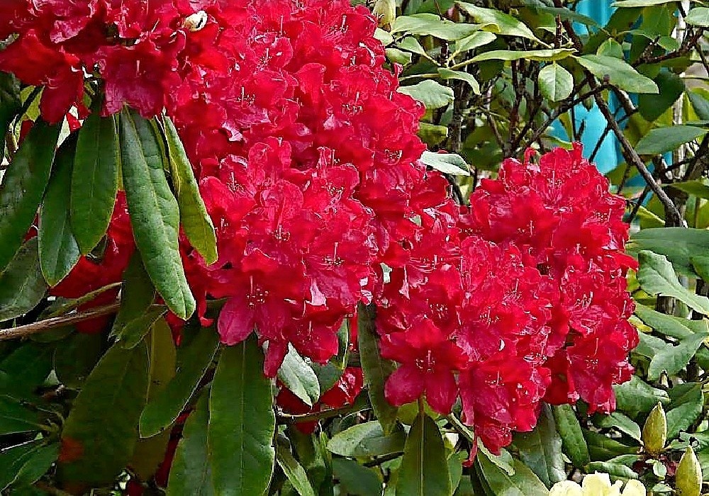 Lagerfeuer - velkokvětý rhododendron