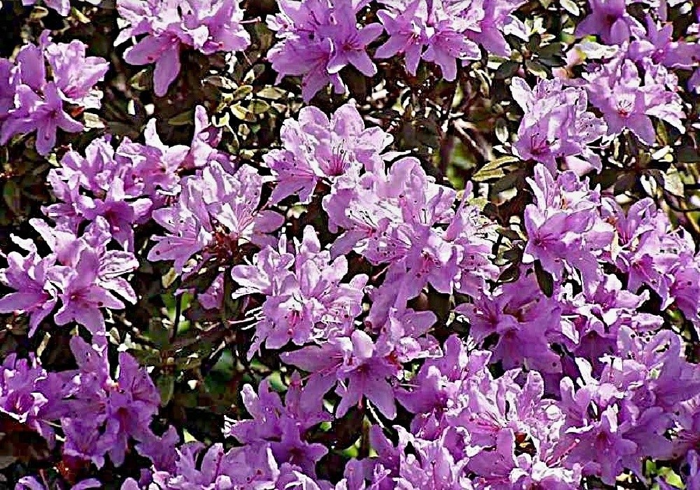 Rhododendron impeditum Buchlovice