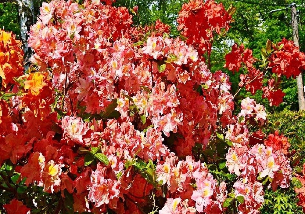 Azalky knap hill - růžová Peach Blossom a červená Feuerwerk