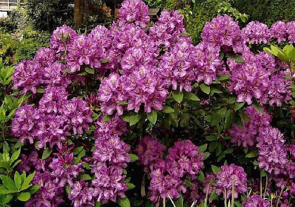 Lees Dark Purple - velkokvětý rhododendron