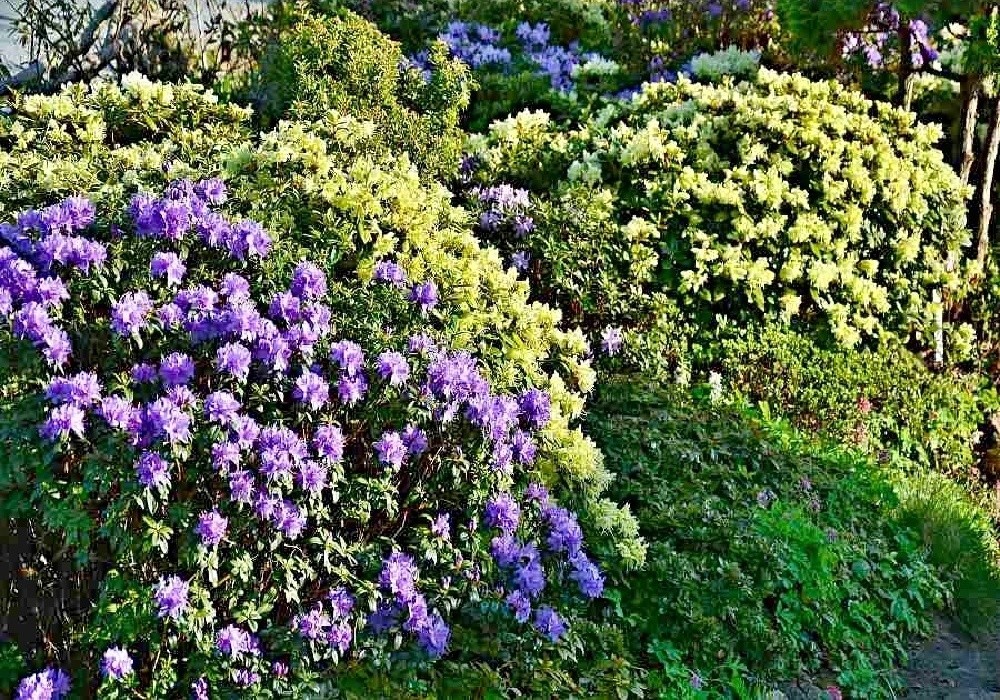 Botanické  rhododendrony