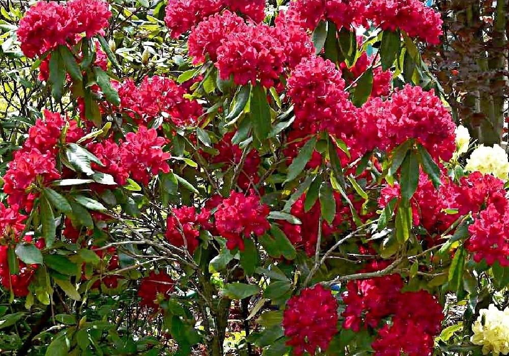 Rhododendron Lagerfeuer