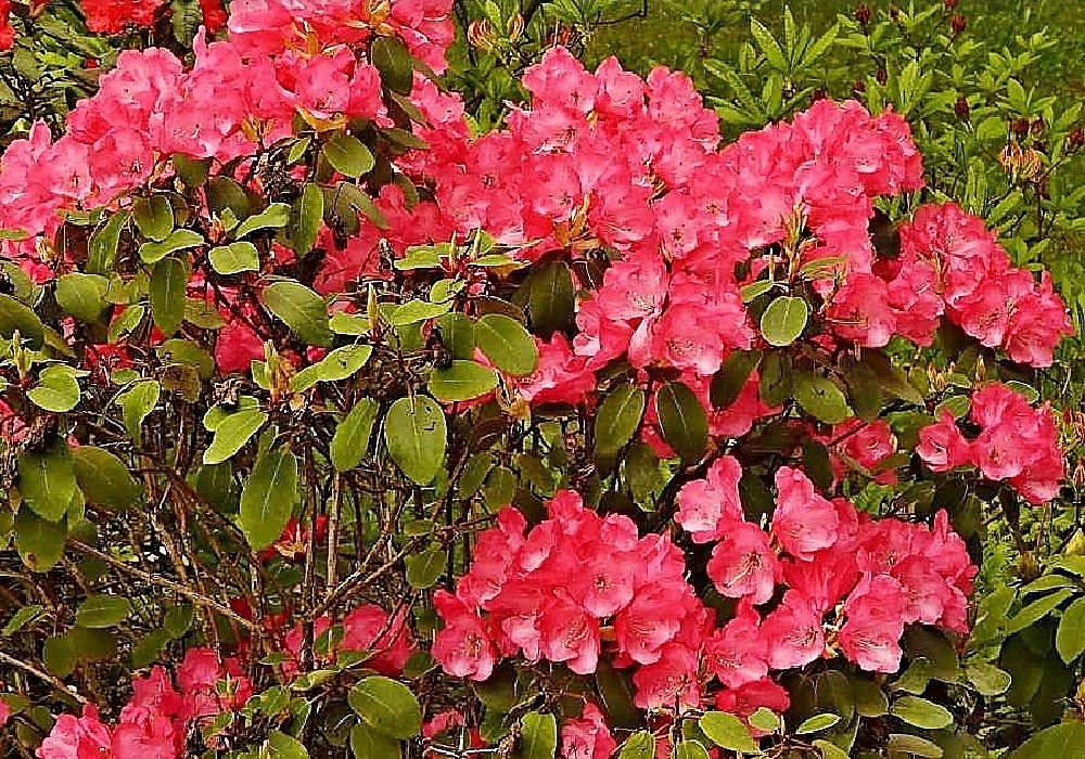 Rhododendron williamsianum