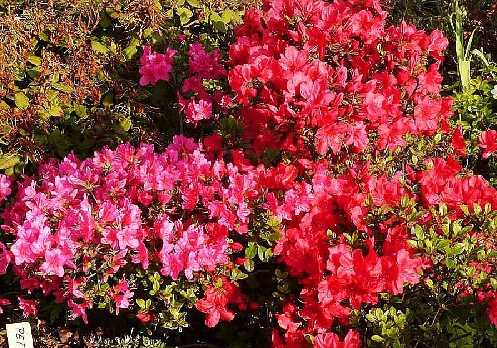 Kvetoucí rhododendrony nakaharai