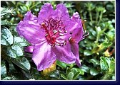 Rhododendron prostratum x saluense - botanický rhododendron 