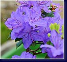 Rhododendron impeditum Audia 2015 