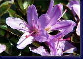 Ferrugineum - botanický rhododendron 