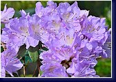 Rhododendron impeditum Blue Tit Magor 