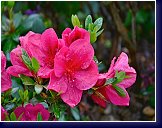 Azalka s pozdní dobou květu, Rhododendron NUCCIOS WILD CHERRY 