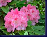 Rhododendron yakushimanum Tina Heinje 