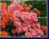 Peach Blossom, to je azalka knap-hill s nedostižně růžovými květy 