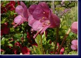 Rhododendron campyloginum-myrtilloides, botanika 