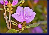 Rhododendron praecox 