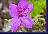 Rhododendron saluenense. - další z botanických druhů 