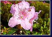 Rhododendron impeditum Norbert 