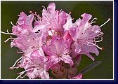 Rhododendron Racemosum - botanika, květenství 