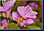 Rhododendron praecox - jeden z nejdříve kvetoucích druhů 