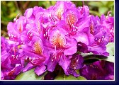 Rhododendron Marcel Menard 