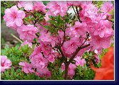 Plnokvětá japonská azalka - Rosebud 