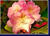 Rhododendron yakushimanum Kaen Janek 