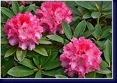 Yakushimanum Rhododendron Tina Heinje 