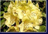 Rhododendron Belcanto 