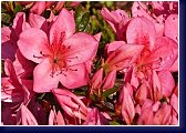 rhododendron Nuccio Lucky Charm 