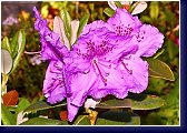 Rhododendron Lavandula 