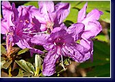 Rhododendron impeditum Pink Drift 