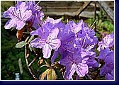 Rhododendron impeditum Audia 