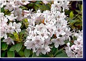 Rhododendron impeditum Album 