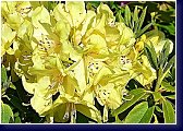 Belcanto - rhododendron 