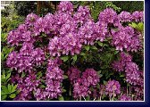 Lees Dark Purple - velkokvětý rhododendron 