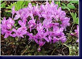 Botanický rhododendron impeditum Pink Drift 