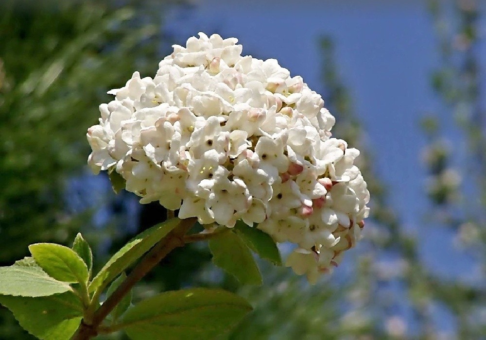 Viburnum  carlcephallum - kalina