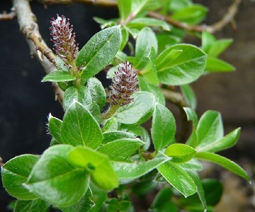 Salix alpina - botanická vrbička