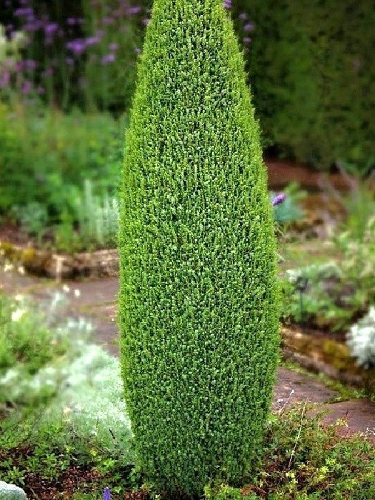 Juniperus communis Compressa - vzorně urostlý miniaturní sloupovitý jalovec
