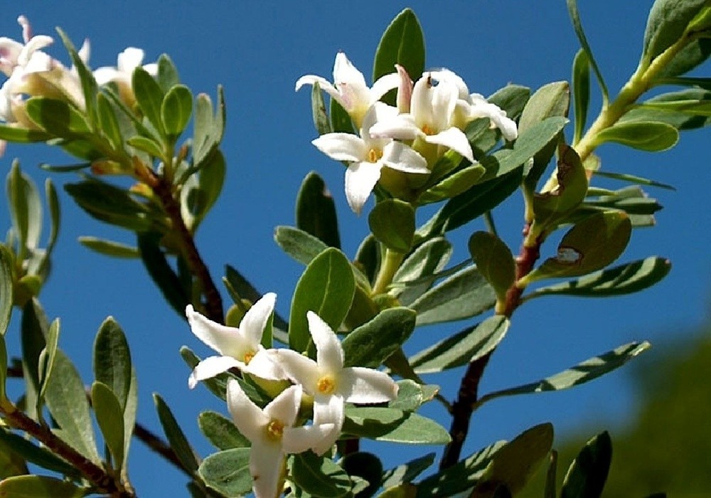 Daphne alpina - lýkovec